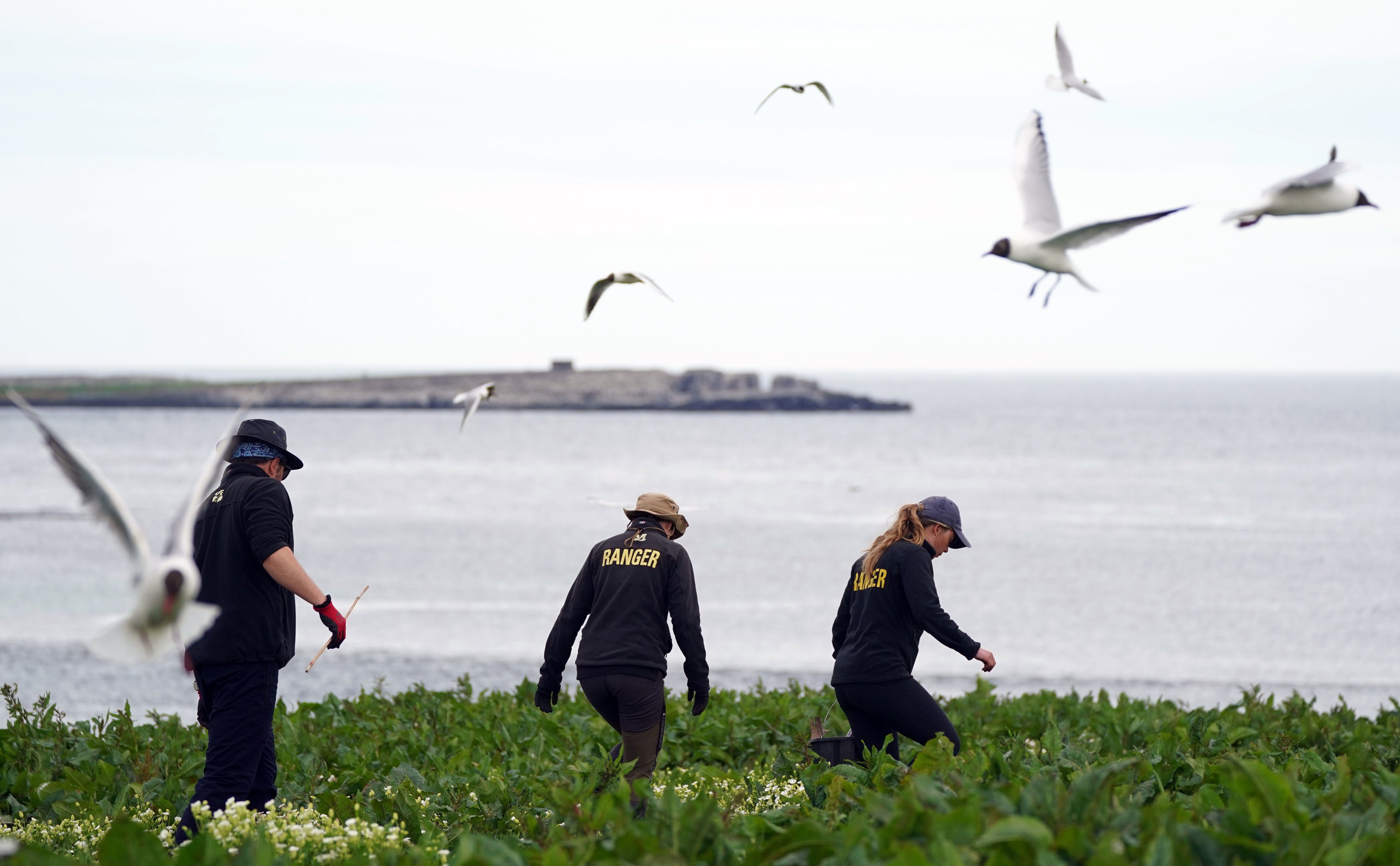 National Trust rangers will stay on the Farne Islands to monitor the outbreak (Owen Humphreys/PA)