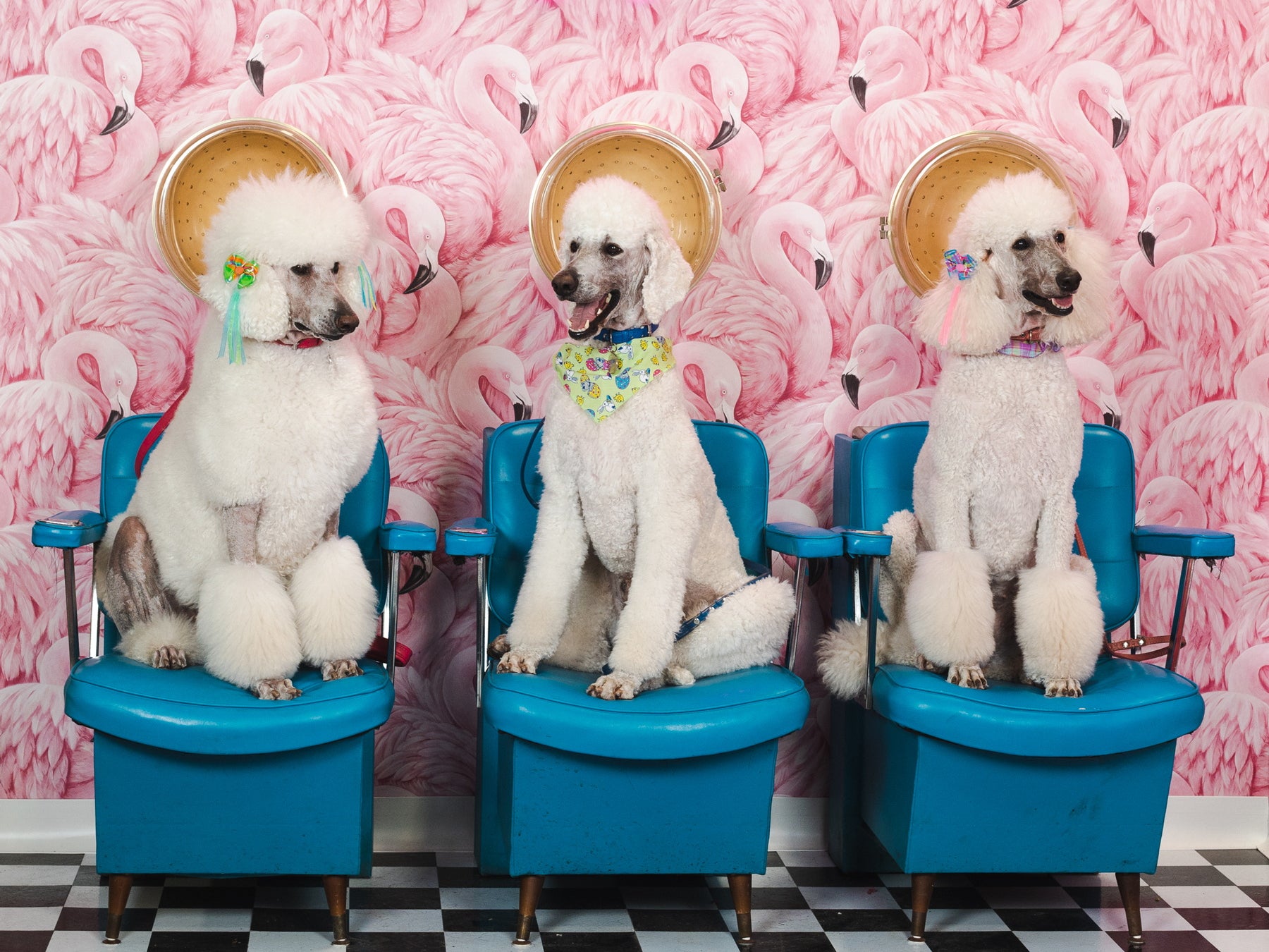 The Vetster Salon posed these poodles