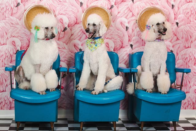 <p>The Vetster Salon posed these poodles</p>