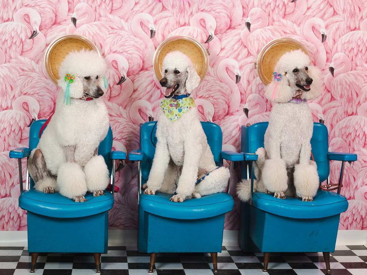 Posing pets take part in hilarious photo-booth shoot