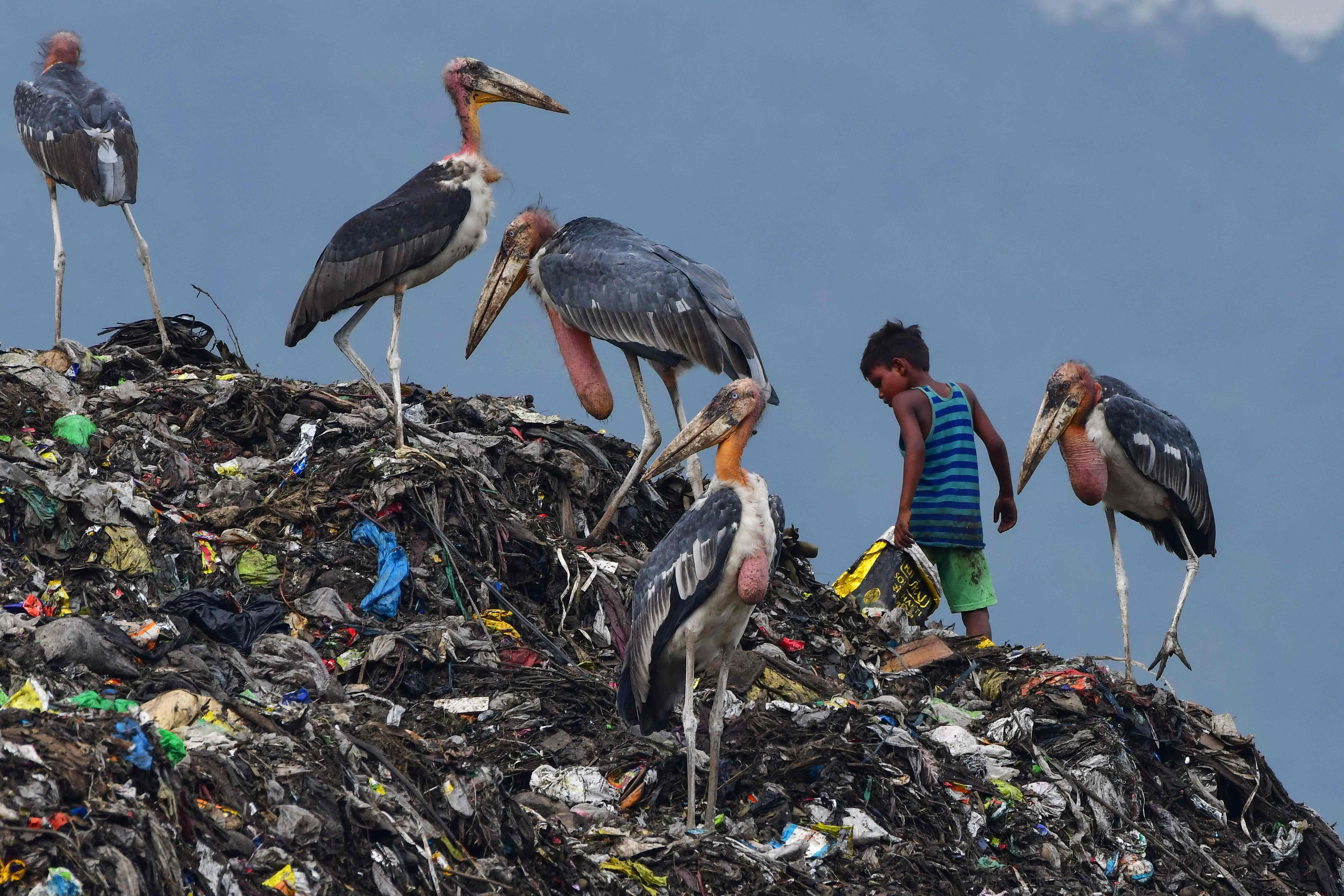 A boy searches for recyclable materials next to greater adjutant storks at a rubbish dump in Guwahati on 4 June 2022
