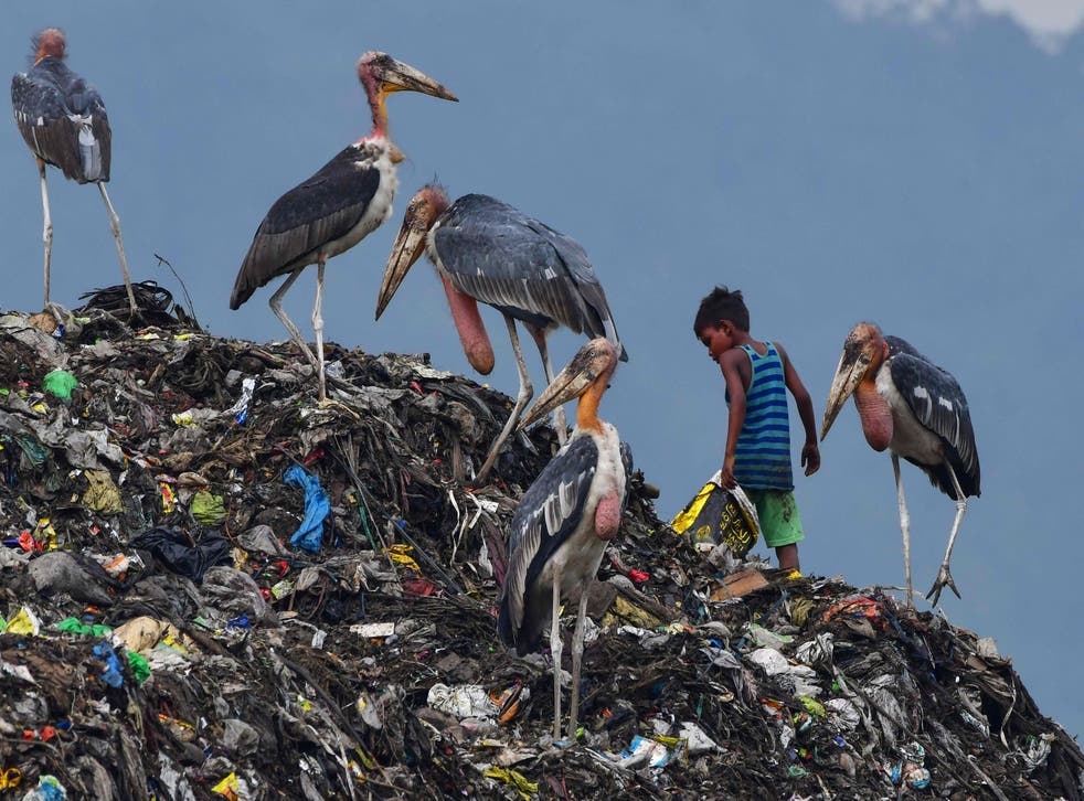 <p>A boy searches for recyclable materials next to greater adjutant storks at a rubbish dump in Guwahati on 4 June 2022</p>