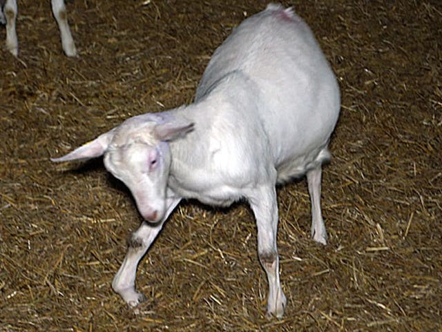 <p>A goat lame in one leg struggling to stand</p>
