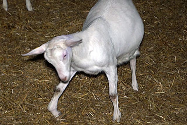 <p>A goat lame in one leg struggling to stand</p>
