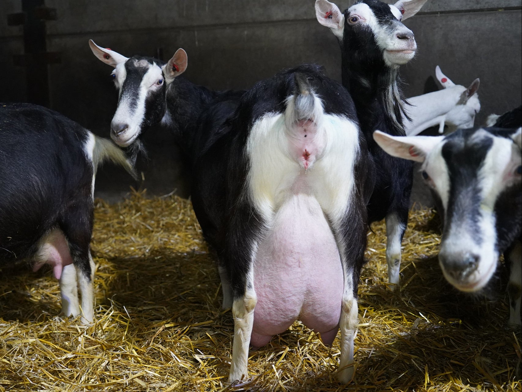 A nanny with an udder so distended it touches the ground