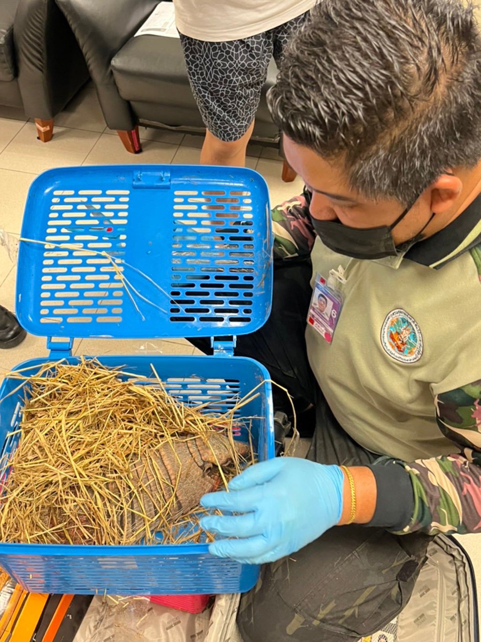 Armadillo seized in trafficking arrests