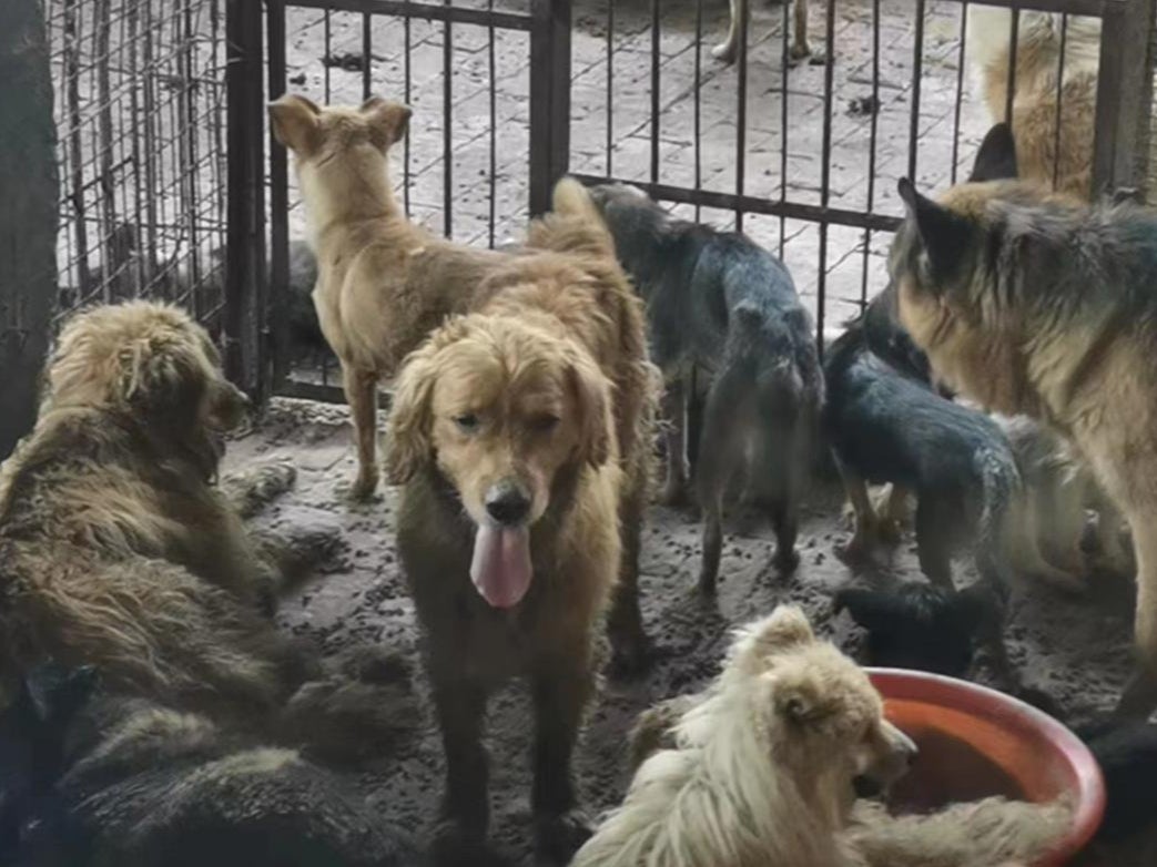 Dogs found alive in the ‘gruesome’ slaughterhouse