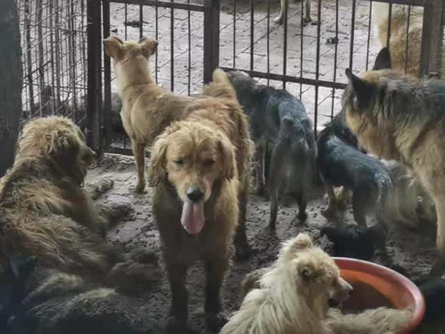 <p>Dogs found alive in the ‘gruesome’ slaughterhouse</p>