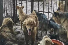 Crackdown on China’s dog meat trade saves 126 from slaughterhouse