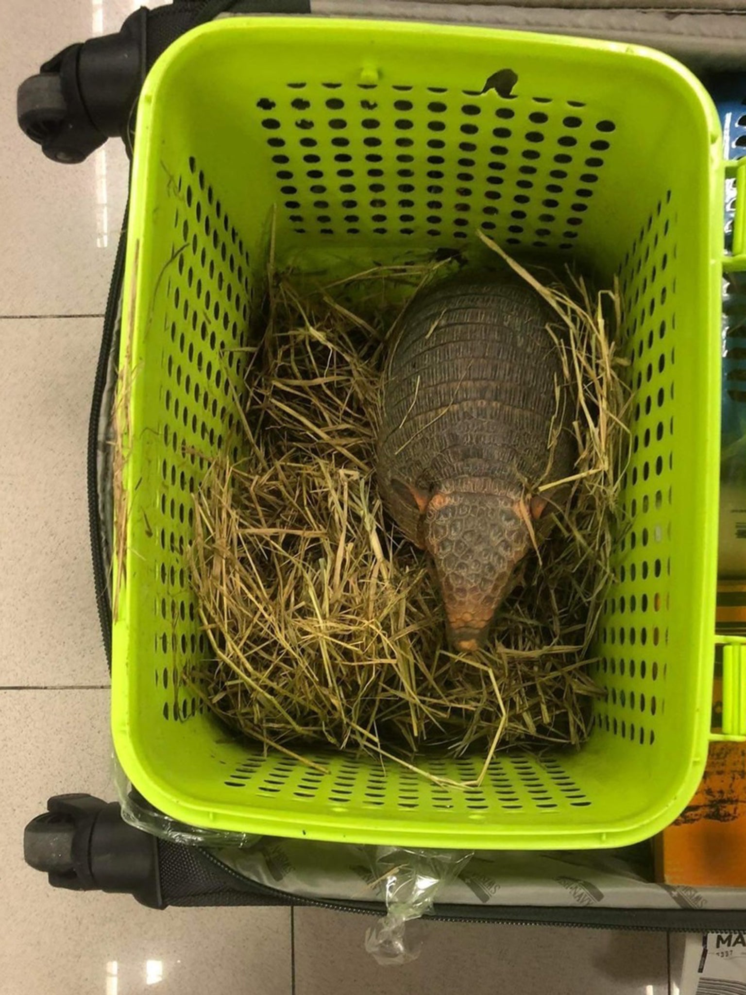 Second armadillo seized at Bangkok airport