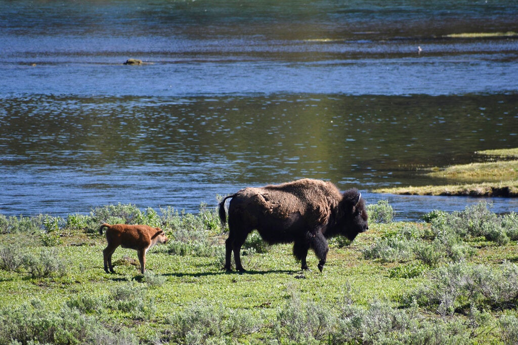 A female bison and calf are seen near the Yellowstone River in Wyoming's Hayden Valley, on Wednesday, June 22, 2022, in Yellowstone National Park.