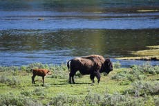 Second person gored by bison at Yellowstone national park in span of three days