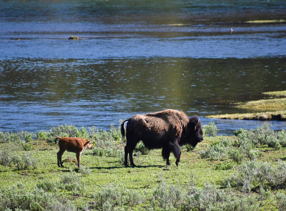 <p>A female bison and calf are seen near the Yellowstone River in Wyoming's Hayden Valley, on Wednesday, June 22, 2022, in Yellowstone National Park.</p>