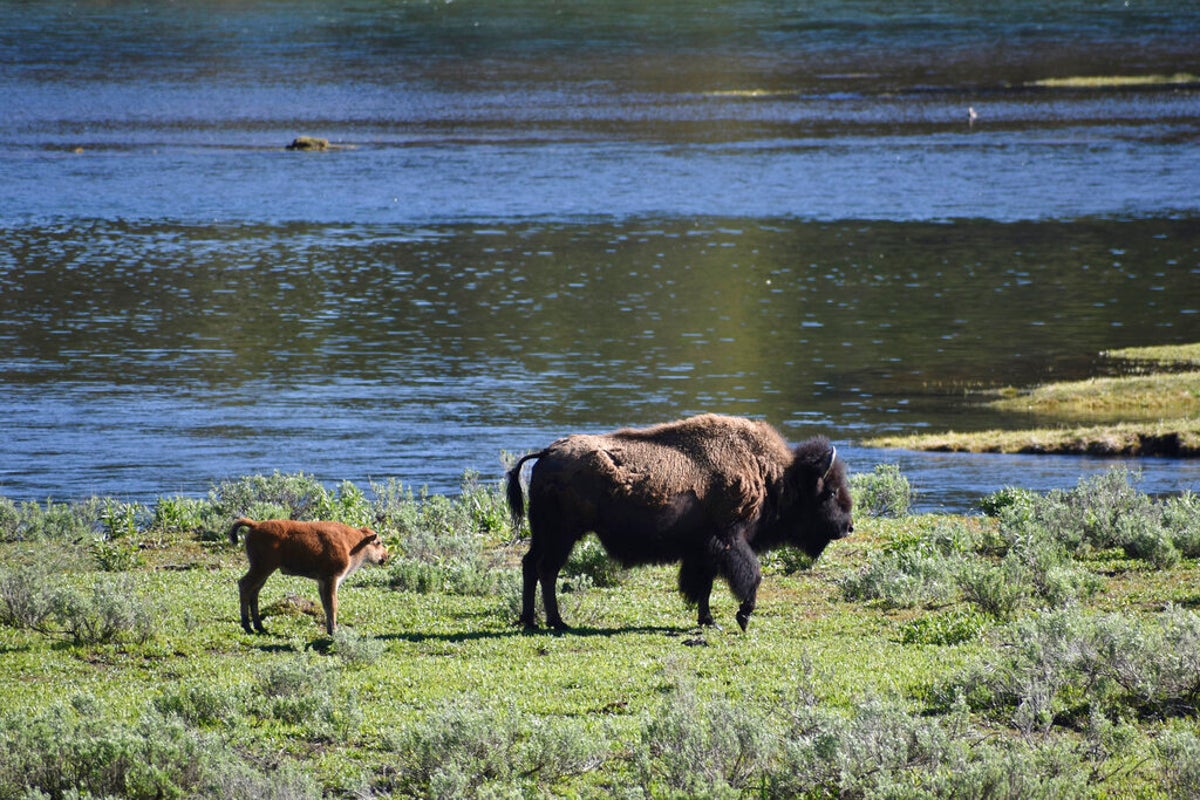 Üç gün içinde Yellowstone milli parkında ikinci kişi bizon tarafından kana bulandı