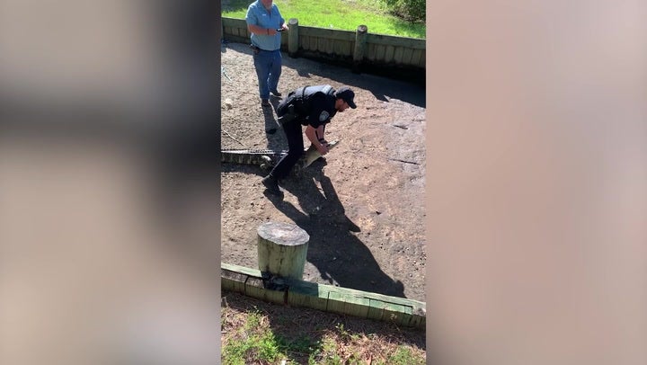 Police officer wrestles alligator back into river with bare hands