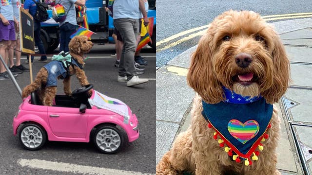 One canine was pictured at the helm of a mini pink car (Frankie Fermi/Becca Ives)