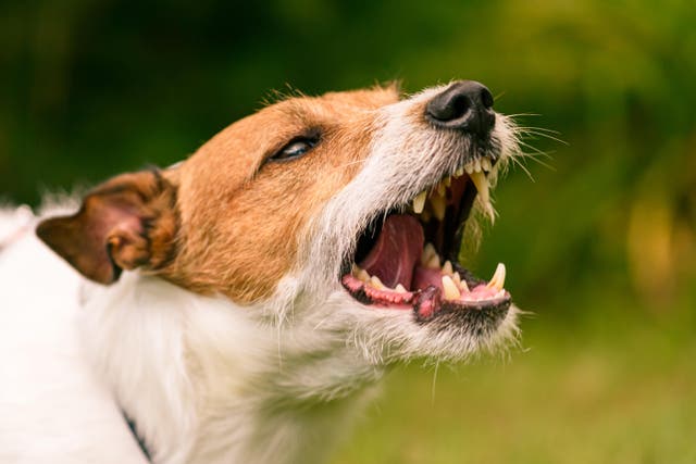 Postal workers were the victims of more than 1,600 dog attacks last year (PA)