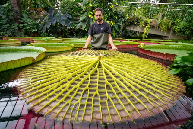<p>A giant waterlily sitting in Kew’s Botanic Gardens for 177 years has been revealed as multiple species new to science</p>
