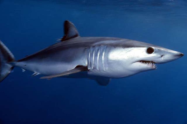 <p>Representational image of a Mako Shark</p>