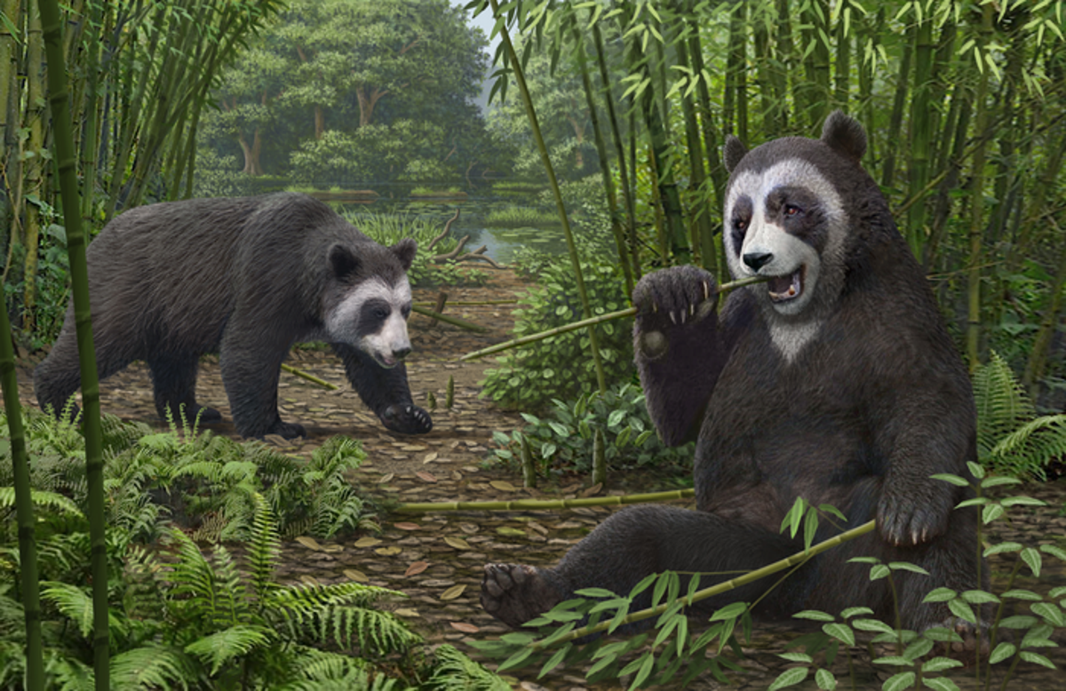 Study solves mystery of how pandas became vegetarians around six million years ago