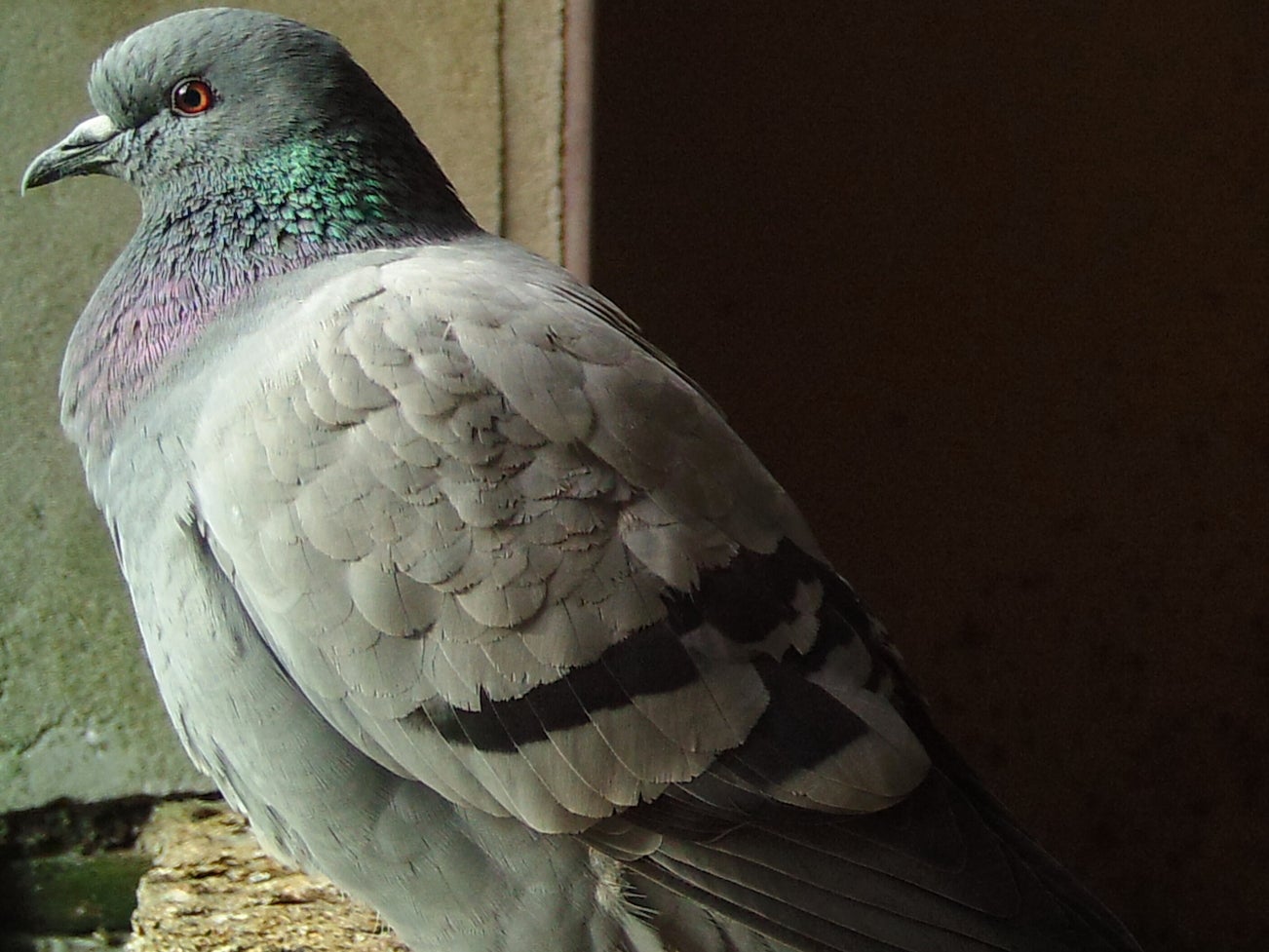 It may closely resemble a pigeon, but this is a photograph of the elusive rock dove – ancestor to modern feral pigeons