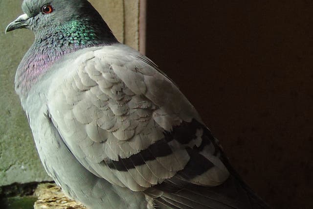 <p>It may closely resemble a pigeon, but this is a photograph of the elusive rock dove – ancestor to modern feral pigeons</p>