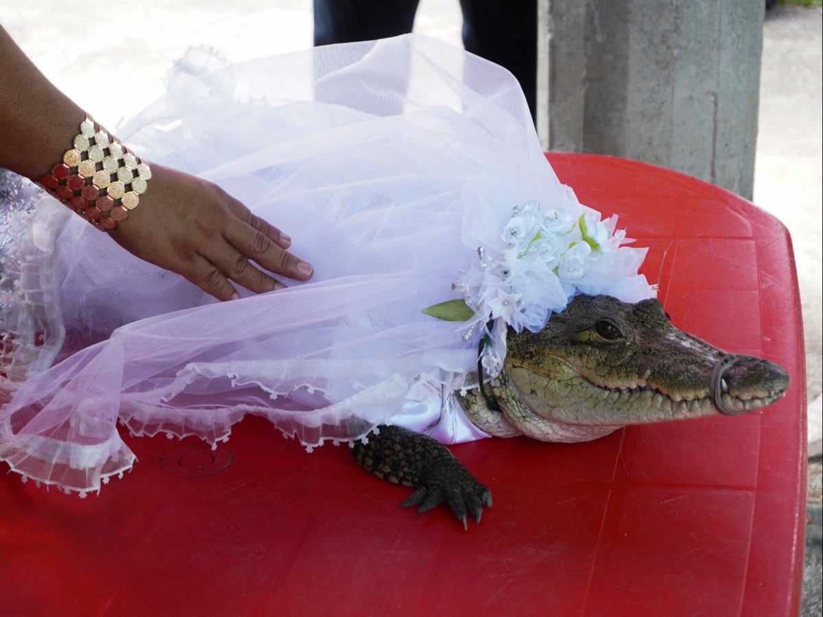 Meksikalı belediye başkanı, timsahla refah getirmeyi amaçlayan ritüel yerli törenle 'evlenir'