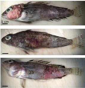 Researchers had not seen disease in Antarctic fish on this scale before