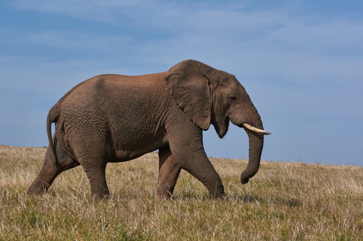 Zimbabwean government drafting statutory instrument to ensure communities benefit from trophy hunting