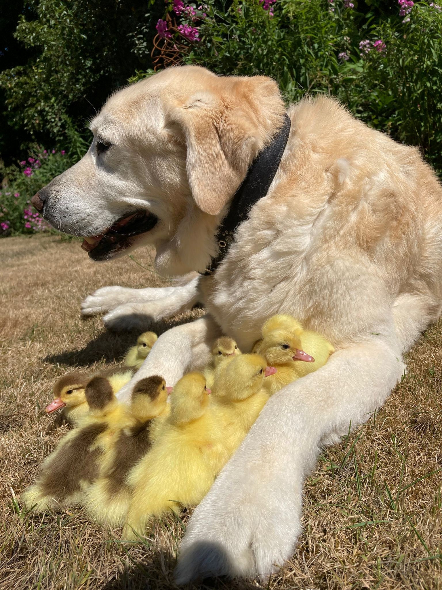 Labrador dog named Fred adopts a brood of 15 orphaned ducklings for the  second time | The Independent