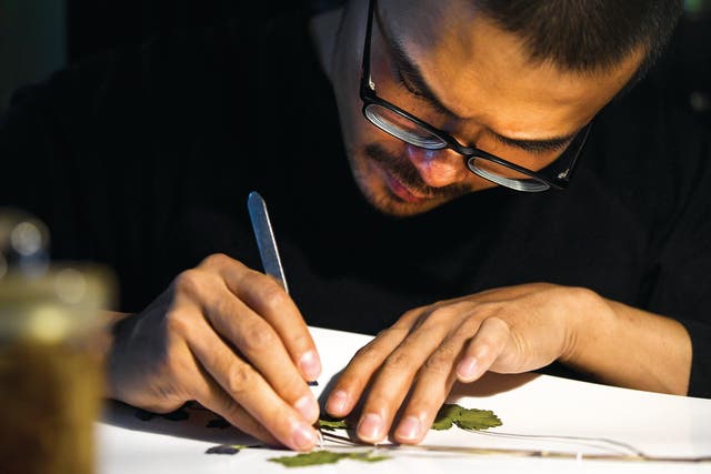 <p>Yang Zongzong arranges specimens of plants he has collected   </p>