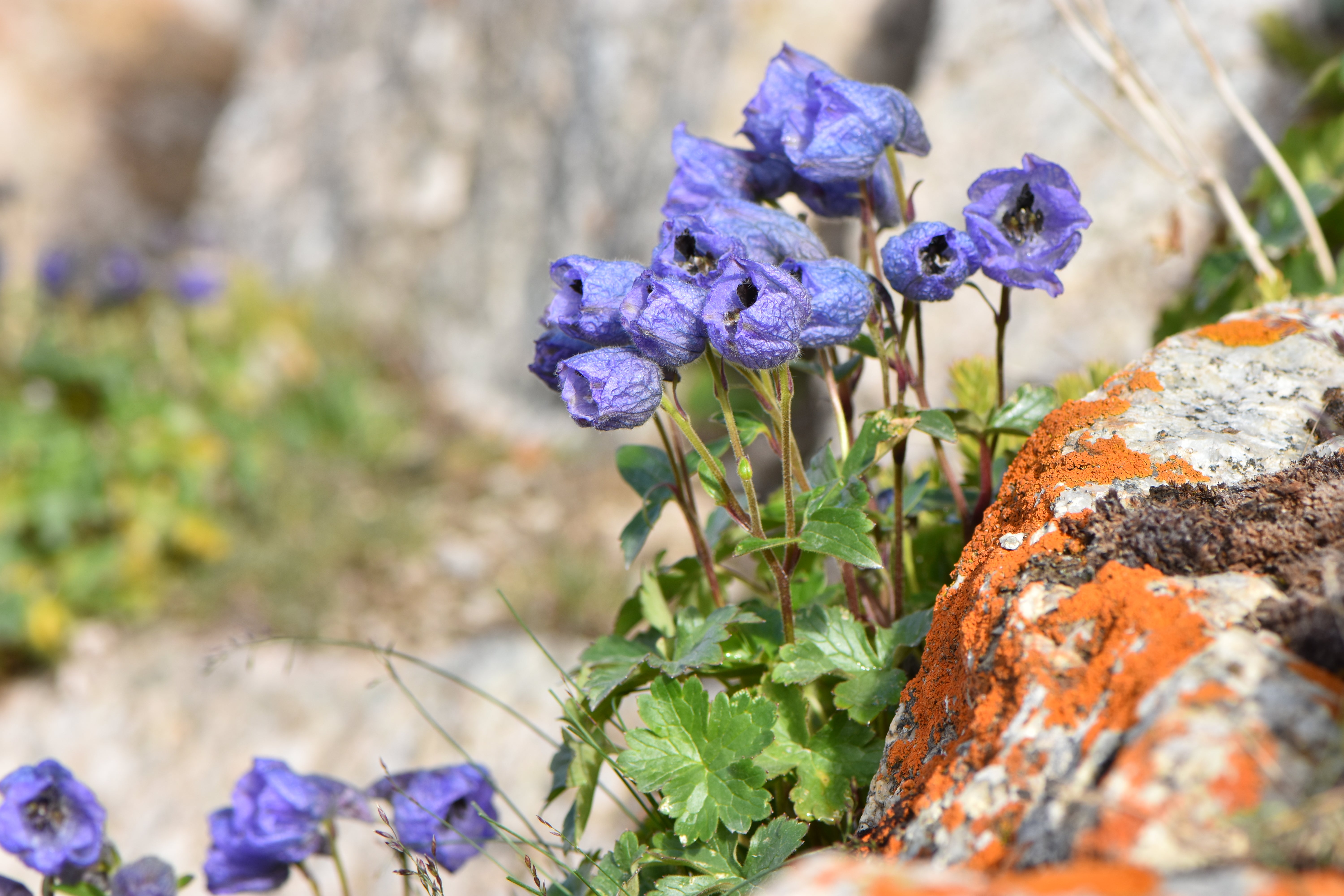 Delphinium adenopodum , a species discovered by Yang and his team