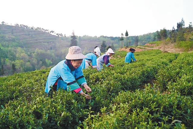 <p>Villagers pick tea leaves at a tea plantation in Baoji township, Guizhou province   </p>