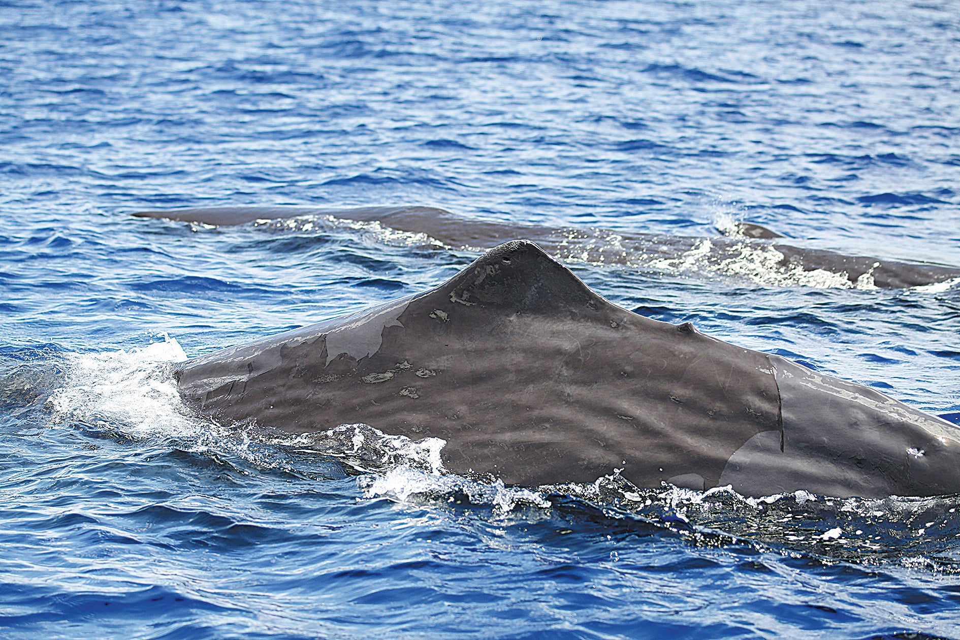 Nine groups of sperm whales were sighted in northern areas of the South China Sea from 2019 to 2021