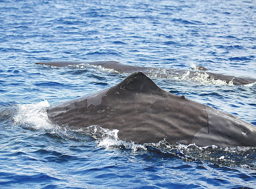 <p>Nine groups of sperm whales were sighted in northern areas of the South China Sea from 2019 to 2021     </p>