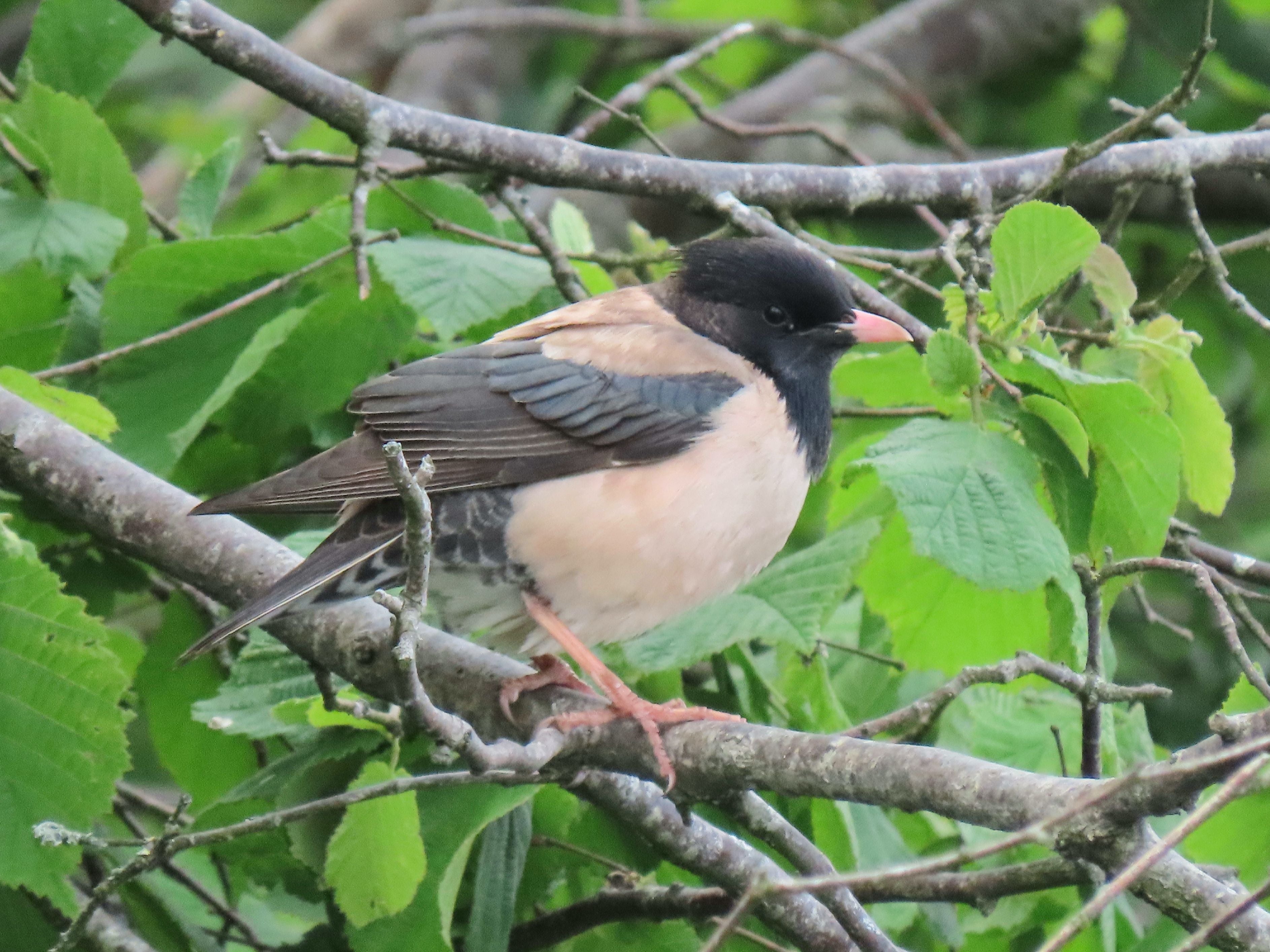 Wildlife experts encouraged the public to ‘keep their eyes peeled’ for the rare birds