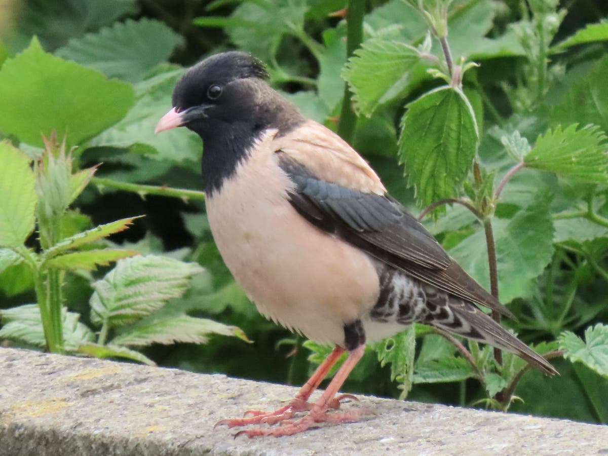 Rare rosy starlings spotted in UK gardens ‘likely due to warmer spring and summer’