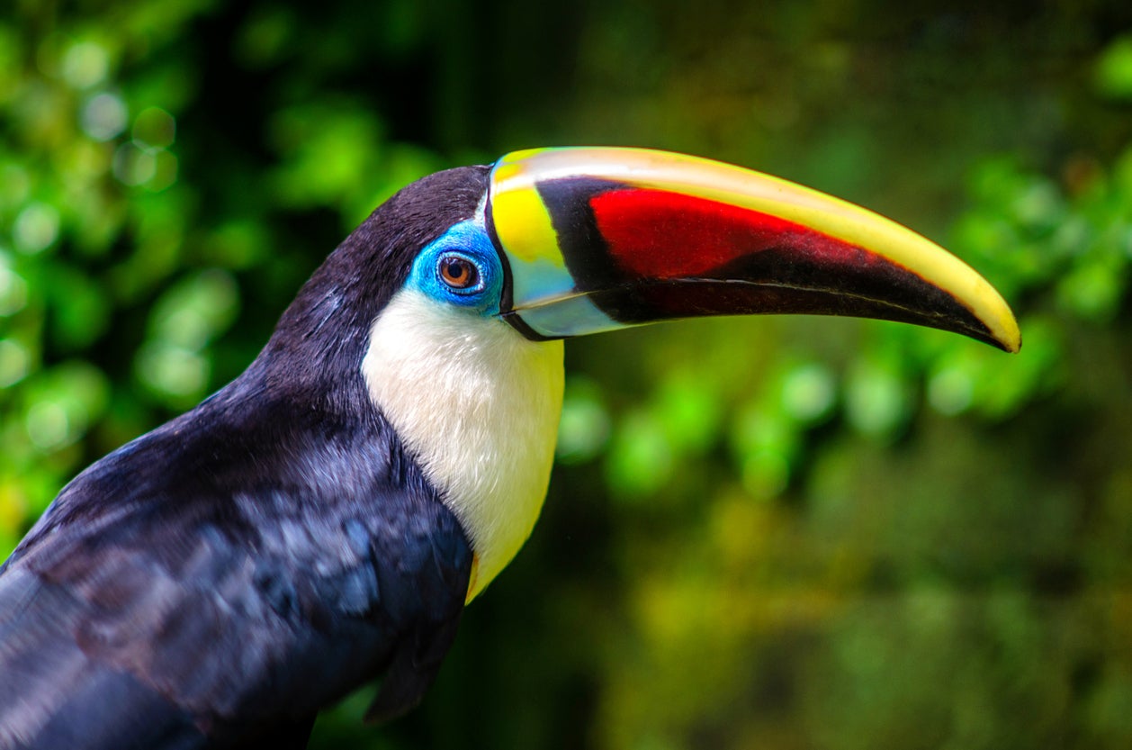 Toucan play that game