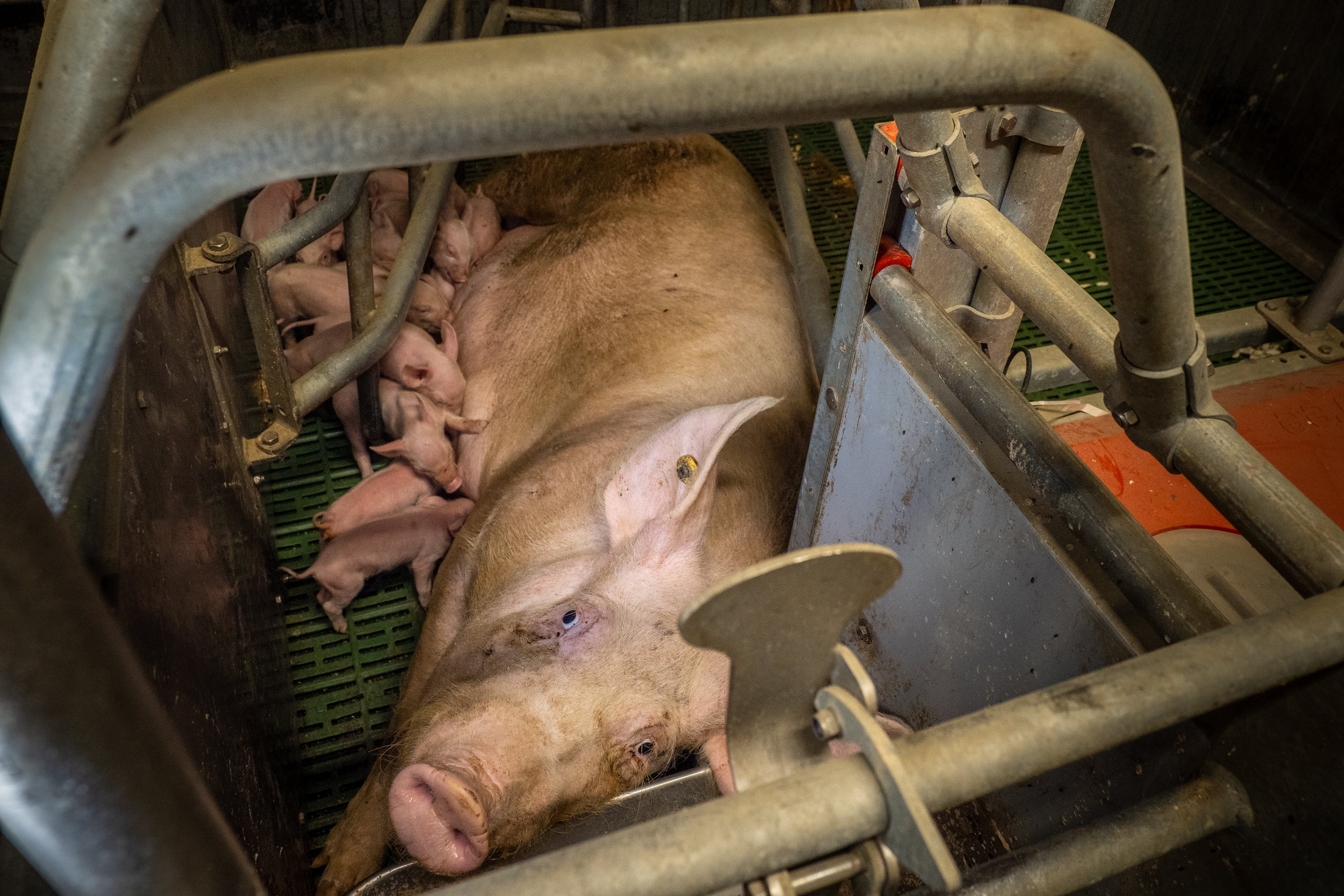 Video footage obtained by the group appears to show how sows are unable to properly nurture their young because of the restrictions of the cage.