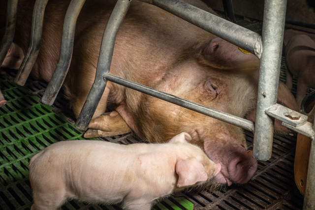 <p>The investigation found sows are spending nearly half their adult lives in cages.  </p>