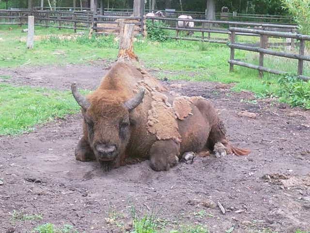 <p>One of the bison ahead of its release into woodlands in Kent</p>