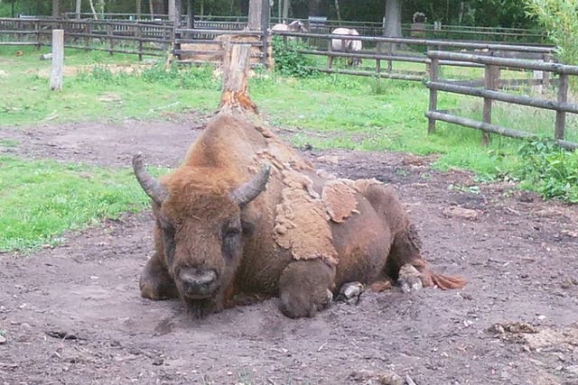 <p>One of the bison ahead of its release into woodlands in Kent</p>
