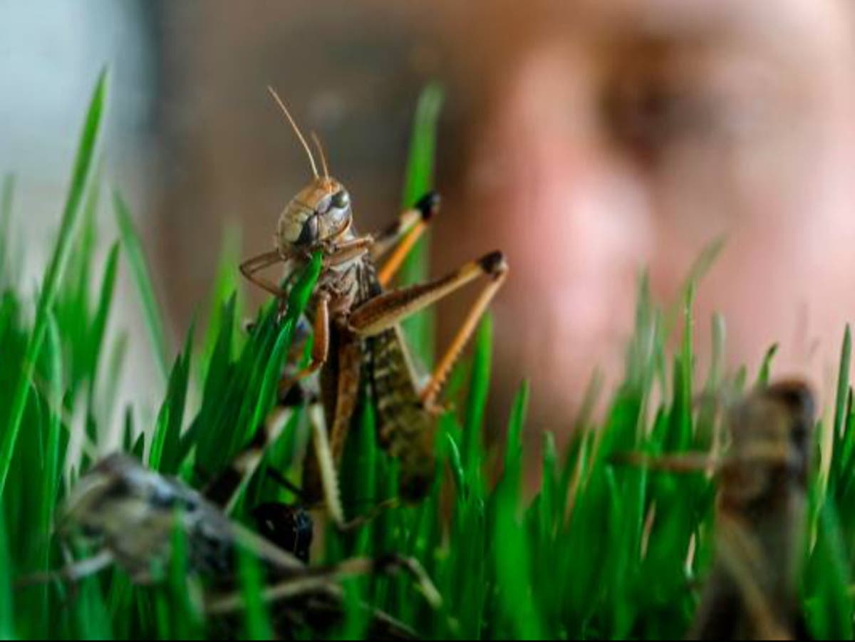 Insects do feel pain and may need animal welfare laws to protect them ...