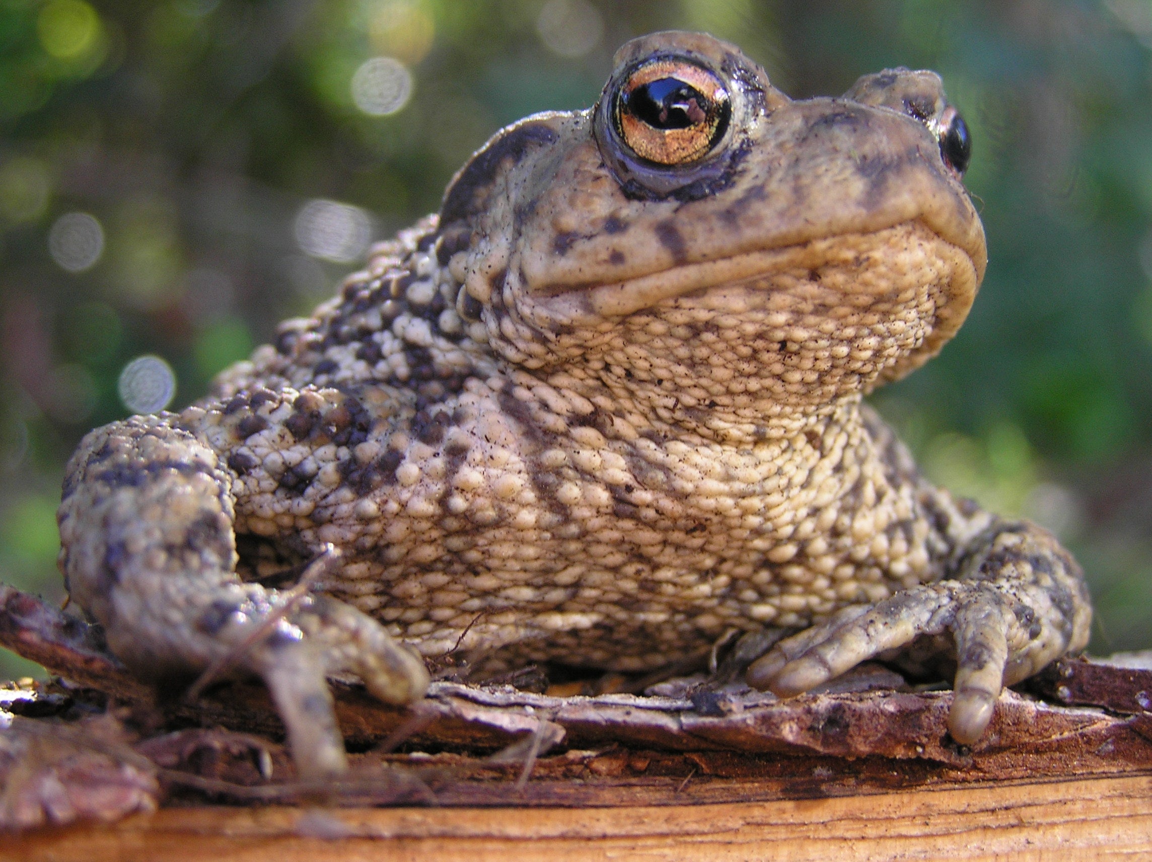 Toads were found living in trees (Froglife/PA)