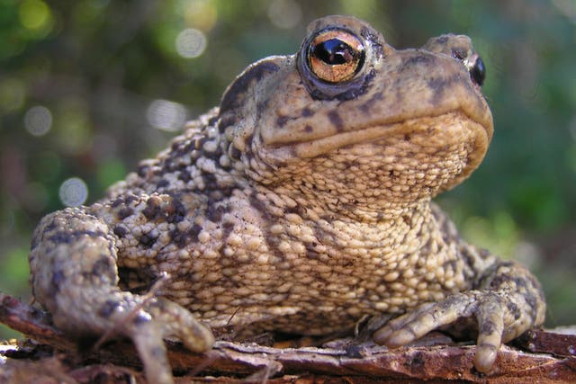 Toads were found living in trees (Froglife/PA)