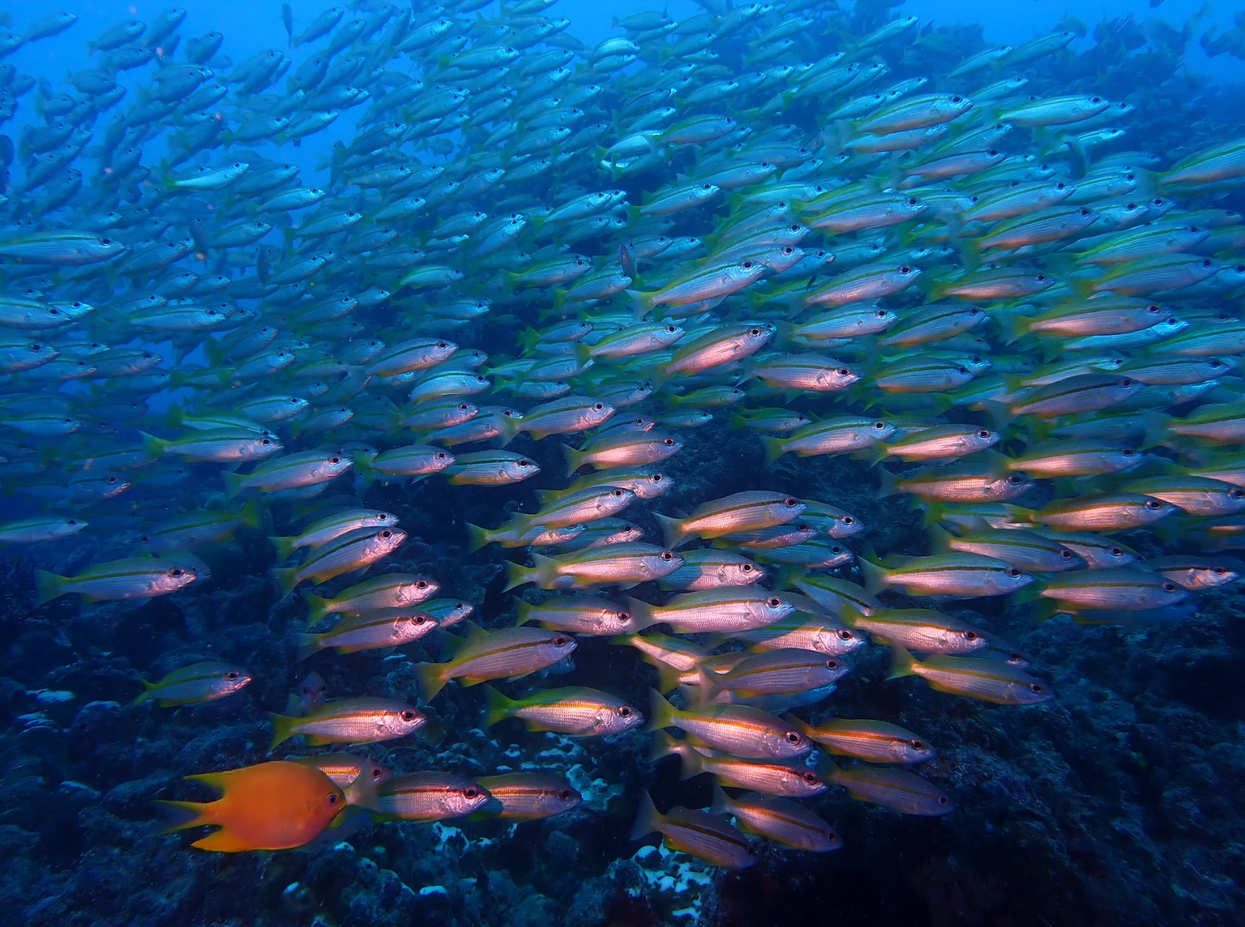 <p>Scientists have listed their top concerns for the future of the global ocean</p>