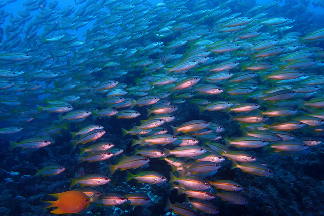 Los científicos han enumerado sus principales preocupaciones sobre el futuro del océano global.