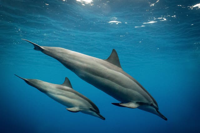 <p>Two spinner dolphins, which researchers on a new paper studied in the Indian Ocean</p>