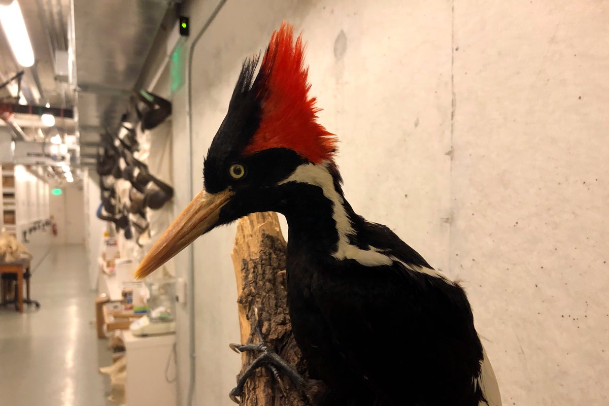 Knock-knock. Are any ivory-billed woodpeckers out there?