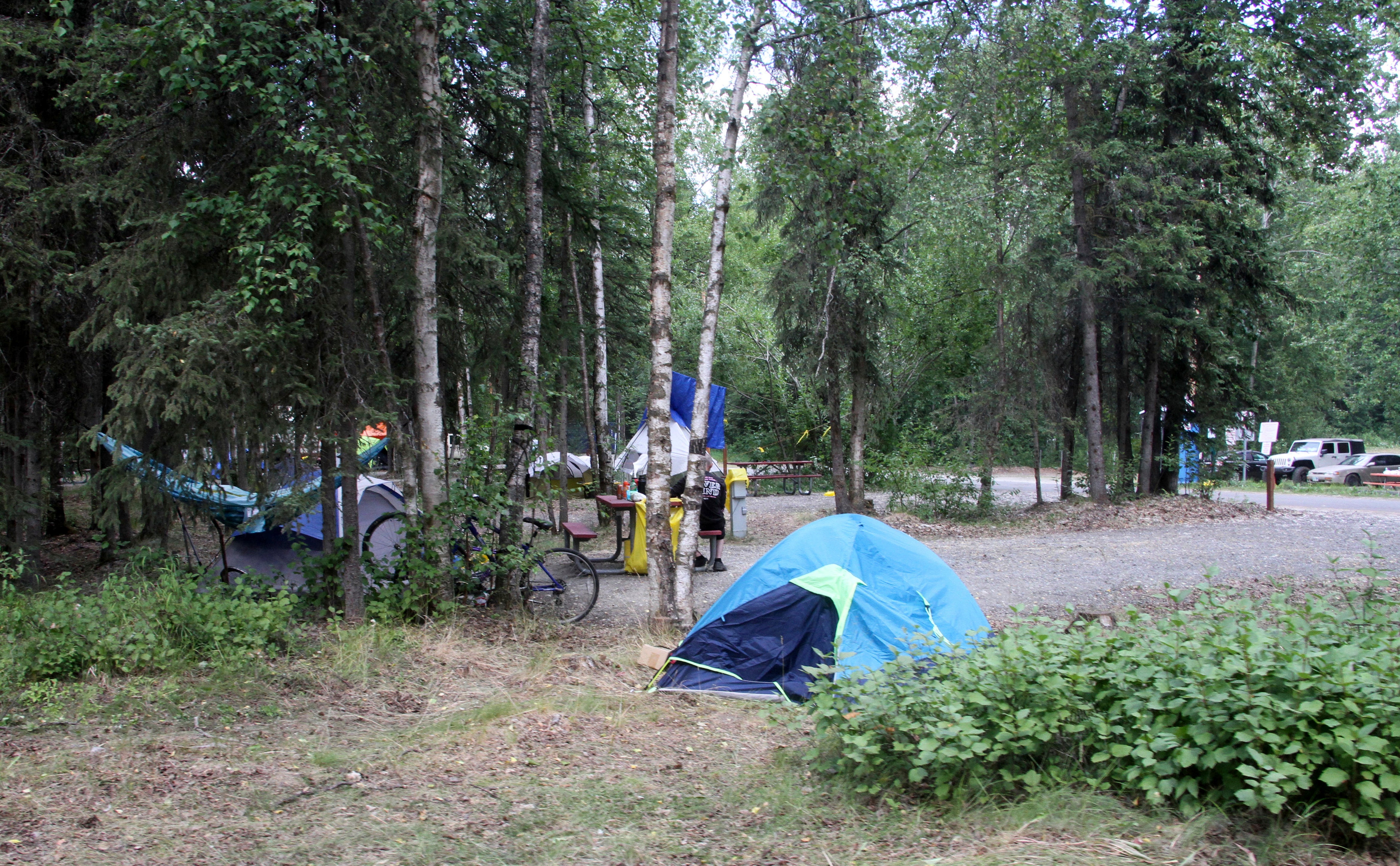 Homeless Campground-Bears Killed